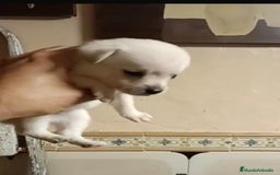 Chihuahua perros en venta: 2 chihuahuas toy - Imagen 4