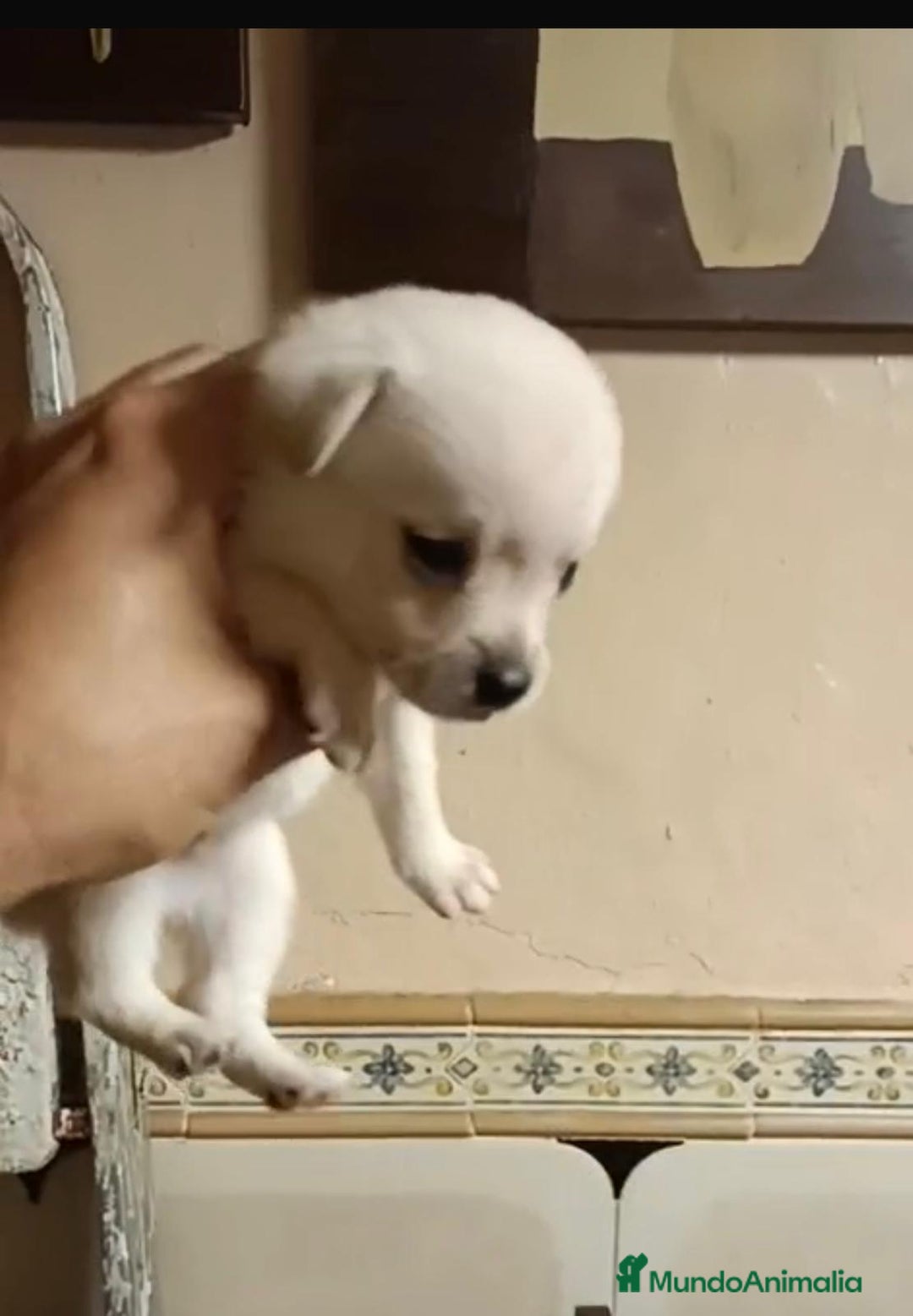 Chihuahua perros en venta: 2 chihuahuas toy - Imagen 4