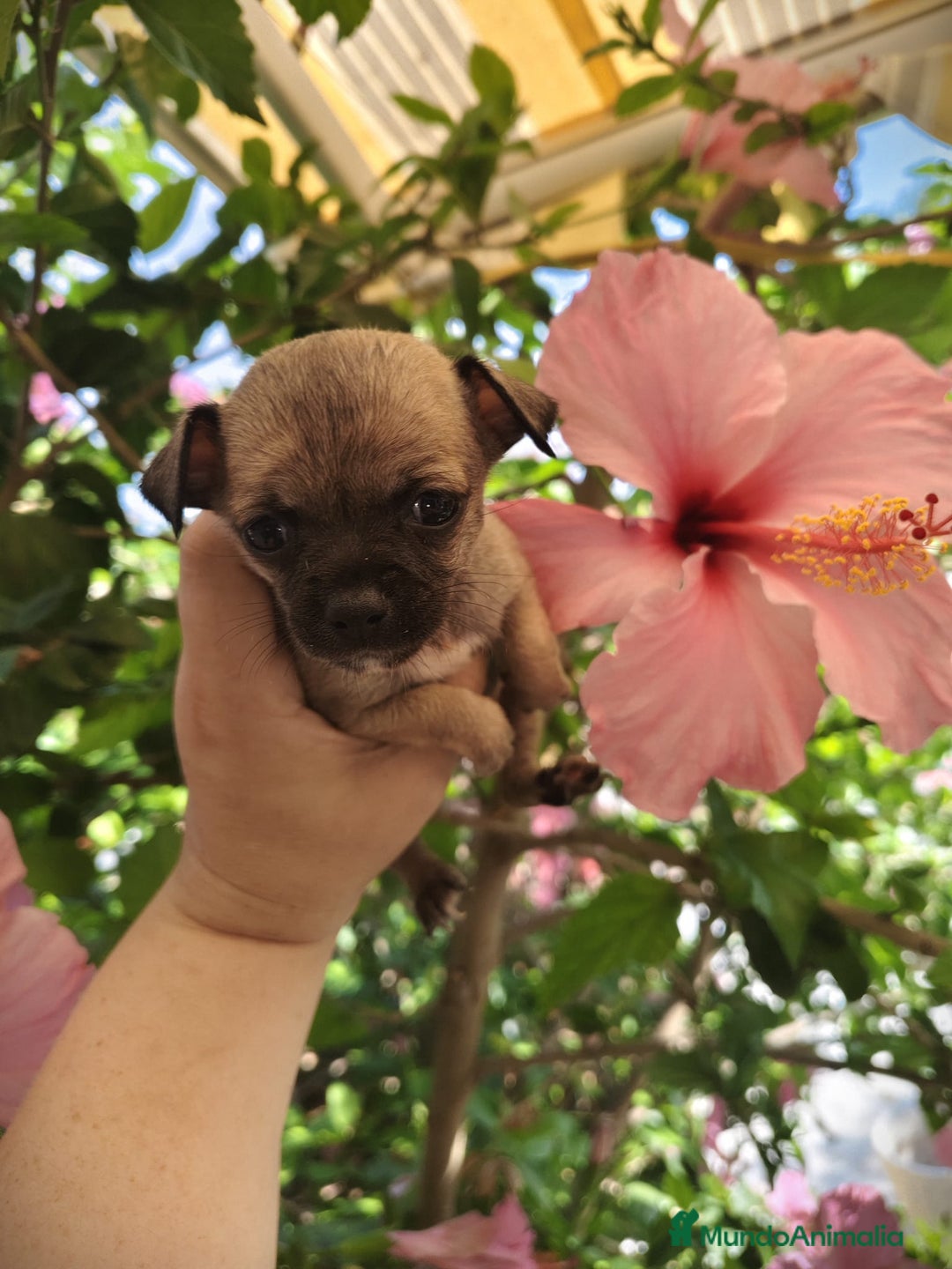 Chihuahua perros en venta: Chihuahua macho Toy  - Imagen 4