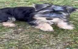 Yorkshire Terrier perros en venta: Yorkshire terrier macho - Imagen 4