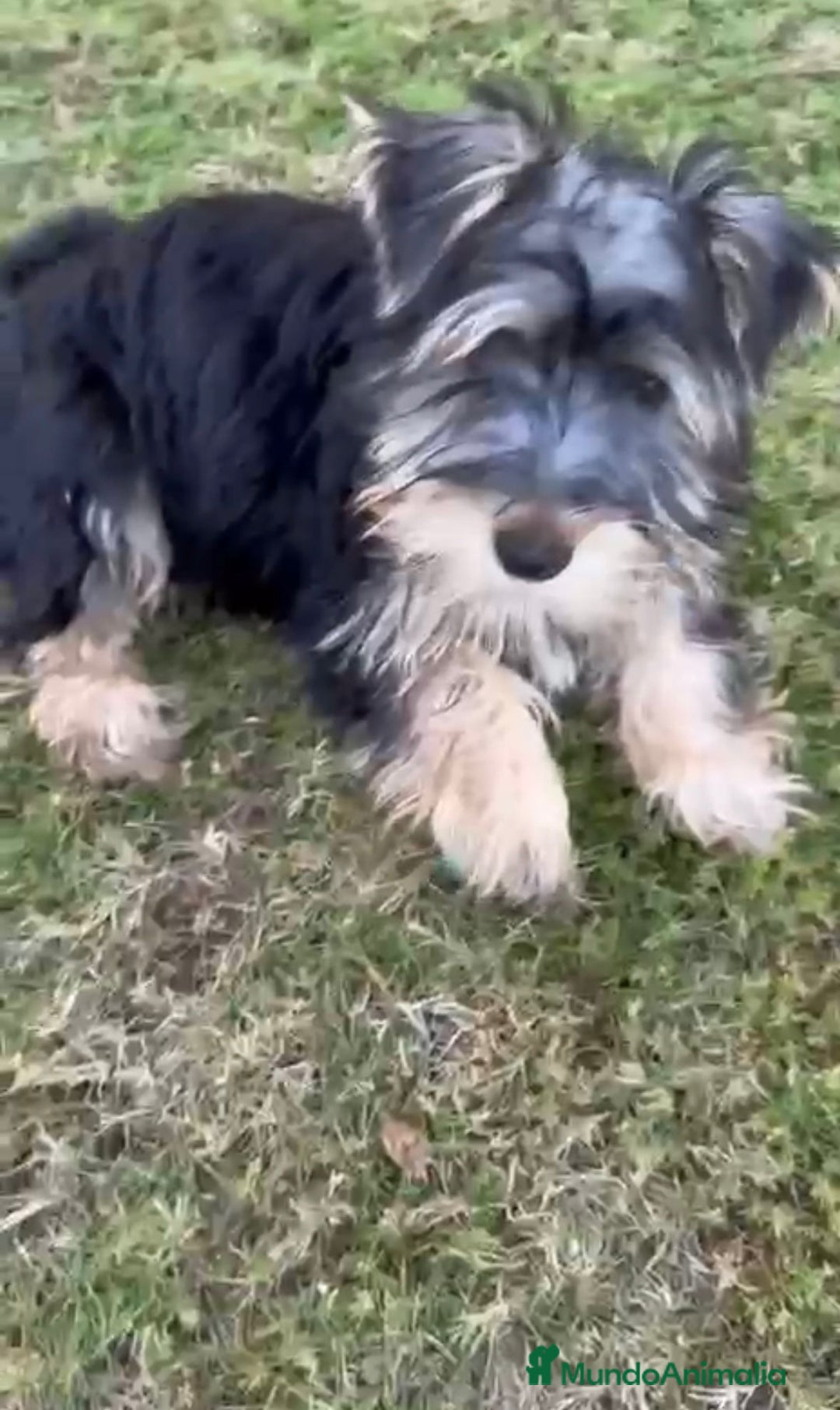 Yorkshire Terrier perros en venta: Yorkshire terrier macho - Imagen 4