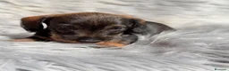 Teckel Miniatura perros en venta: Teckel pelo duro  - Anuncio 10