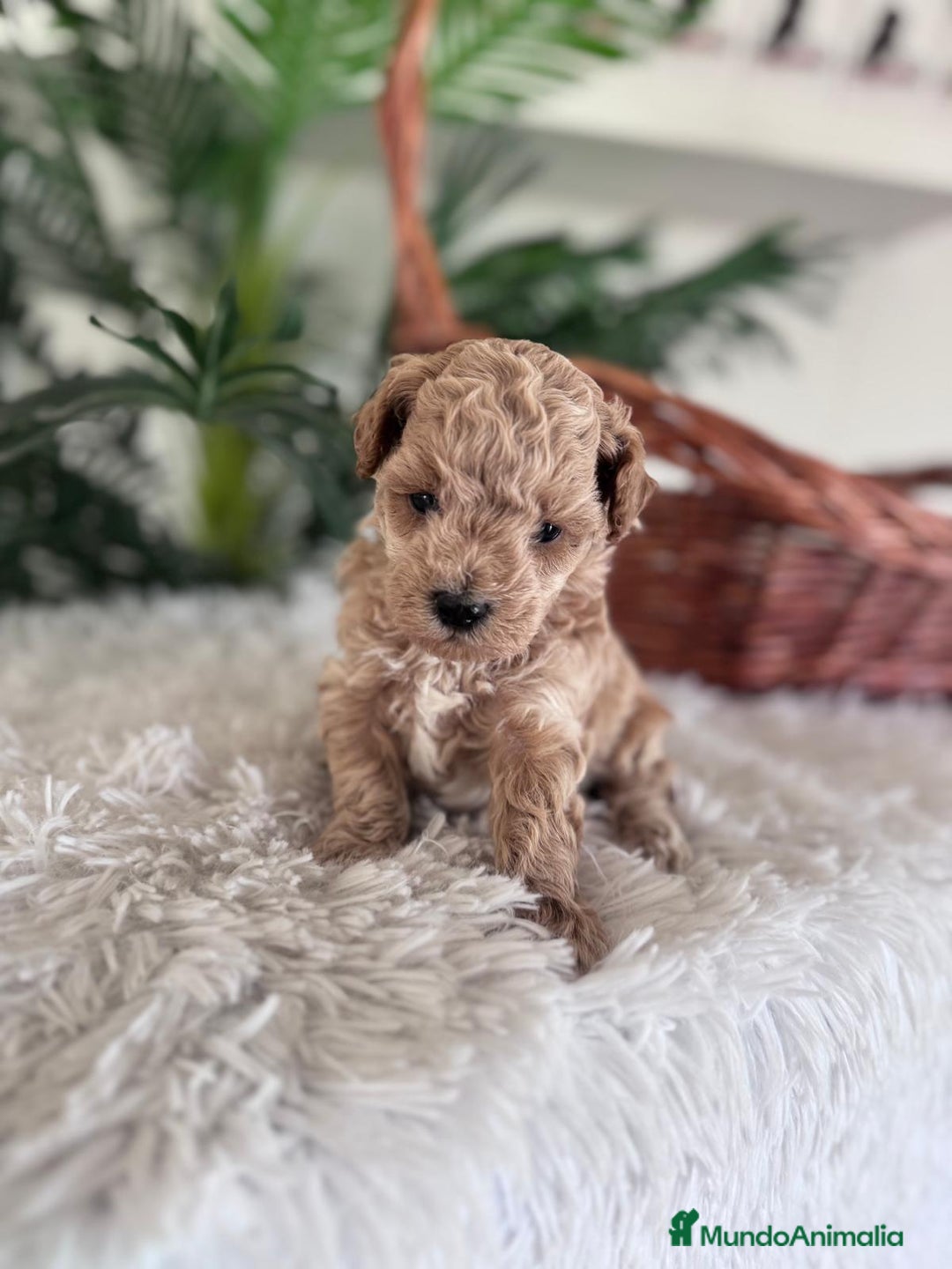 Caniche Toy perros en venta: CANICHE TOY - Anuncio 9