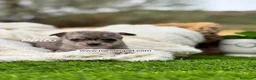 Chihuahua perros en venta: CHIHUAHUA MERLE - Anuncio 3