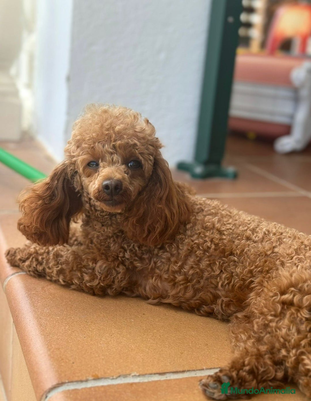 Caniche Toy perros en venta: Caniche Toy hembra - Anuncio 2