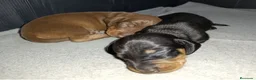 Teckel perros en venta: camada teckel kanichen - Anuncio 2
