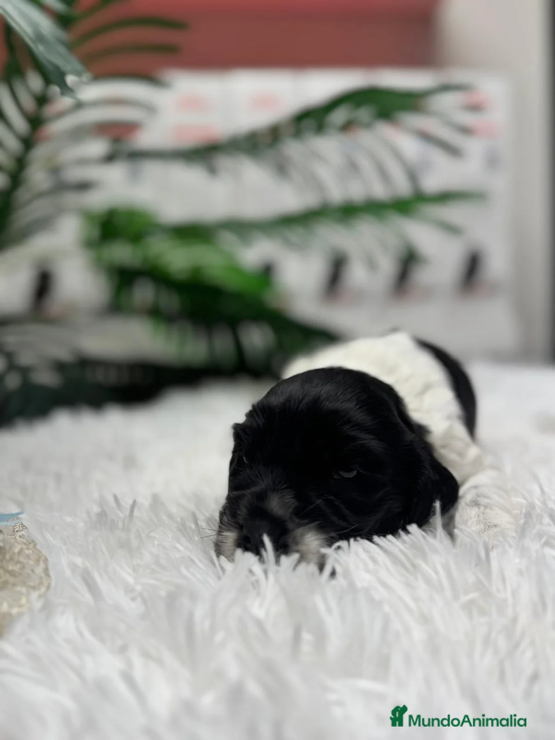 Cocker Spaniel Inglés perros en venta: COCKER SPANIEL INGLES - Anuncio 5