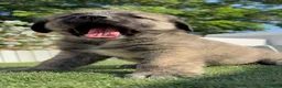 Mastín Español perros en venta: CAMADA MASTIN ESPAÑOL - Anuncio 37
