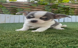 Chihuahua perros en venta: CHIHUAHUA MACHO DISPONIBLE - Imagen 11
