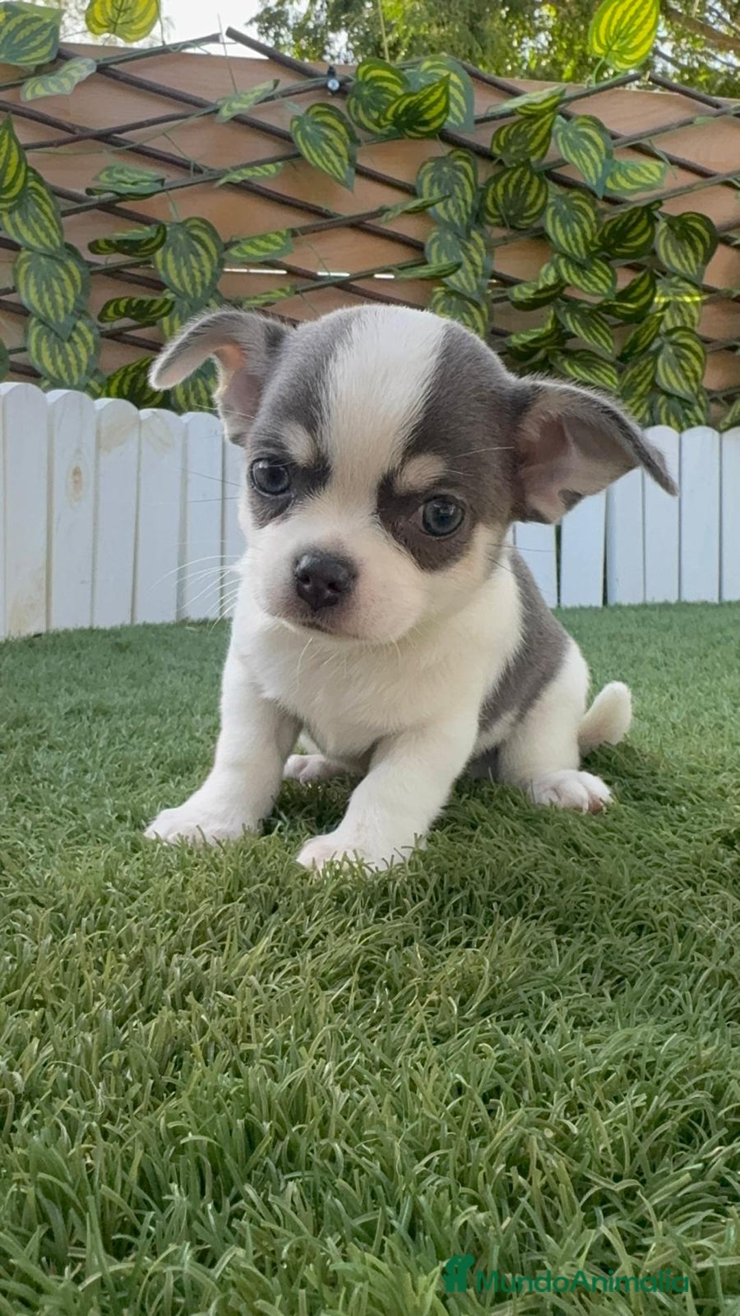 Chihuahua perros en venta: CHIHUAHUA MACHO DISPONIBLE - Imagen 11