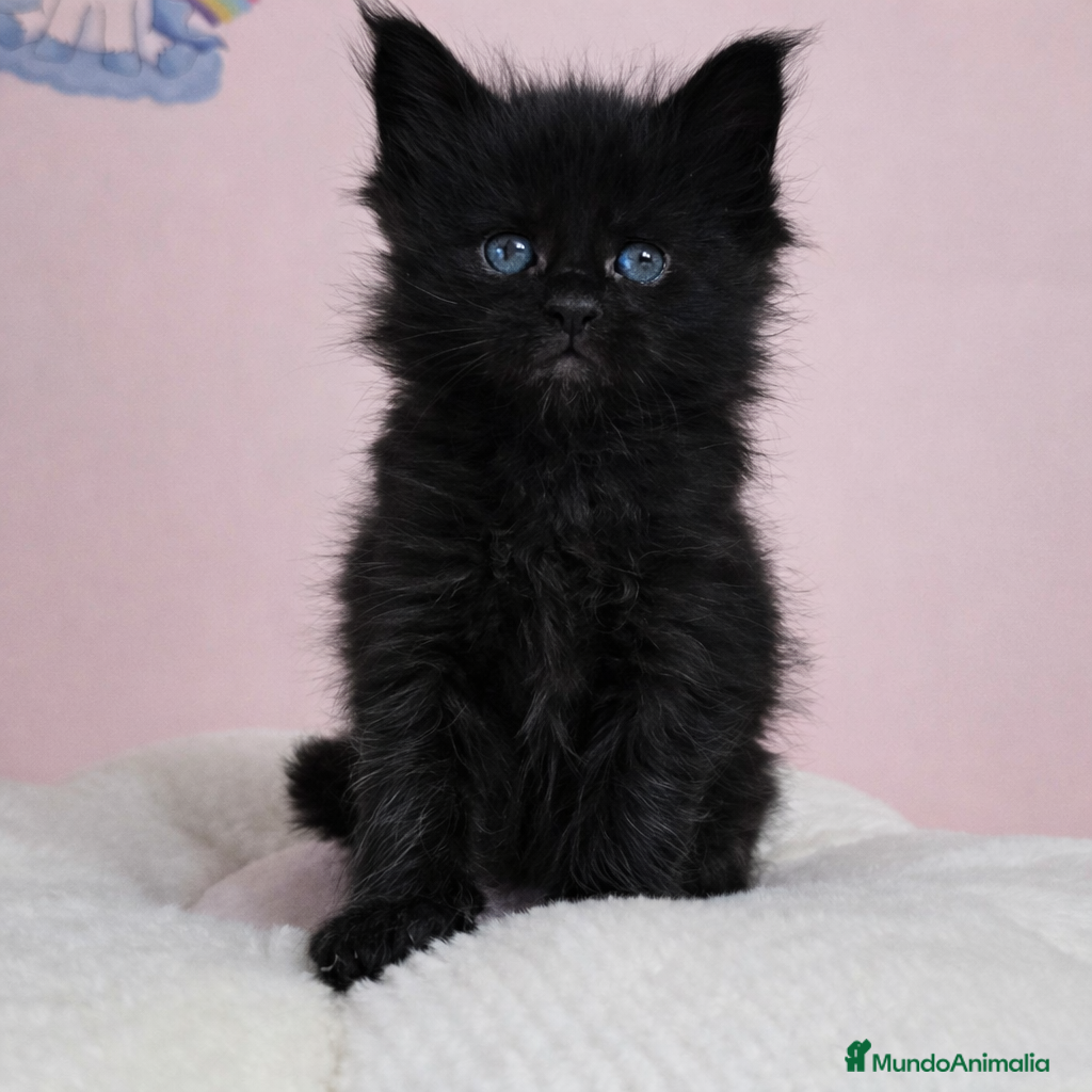 Maine Coon gatos Gatitos maine coon - Anuncio 2