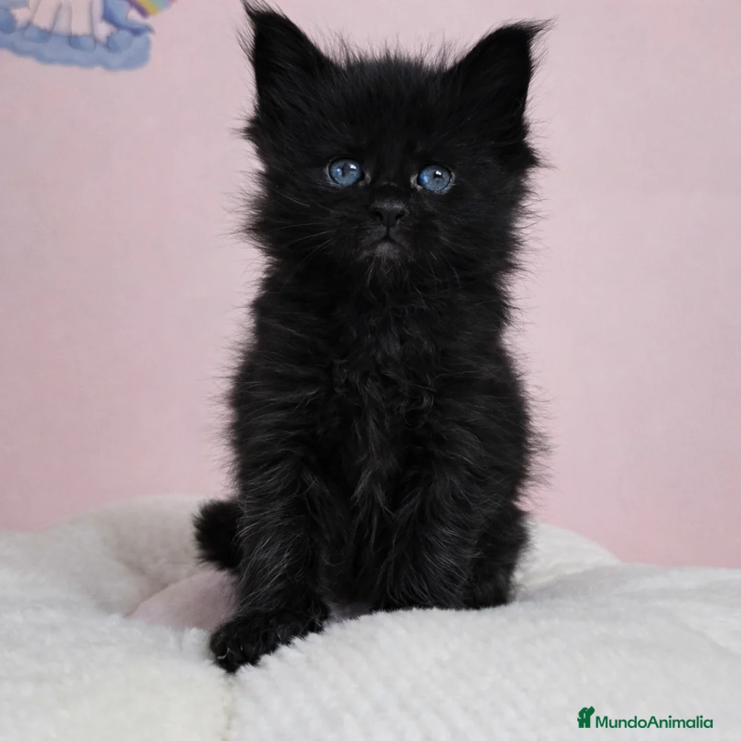 Maine Coon gatos en venta: Gatitos maine coon - Anuncio 1