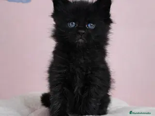 Maine Coon gatos Gatitos maine coon - Anuncio 2