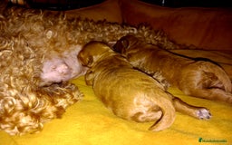 Caniche Toy perros en venta: Caniche Toy Rojo. - Imagen 2