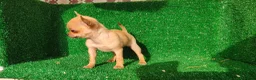 Chihuahua perros en venta: Chihuahua  - Anuncio 4