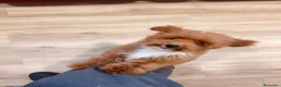 Caniche Toy perros en venta: Soy Chusito!!  - Anuncio 7