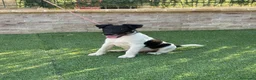 Fox Terrier de Pelo Liso perros en venta: Precioso cachorro de fox terrier  - Anuncio 6