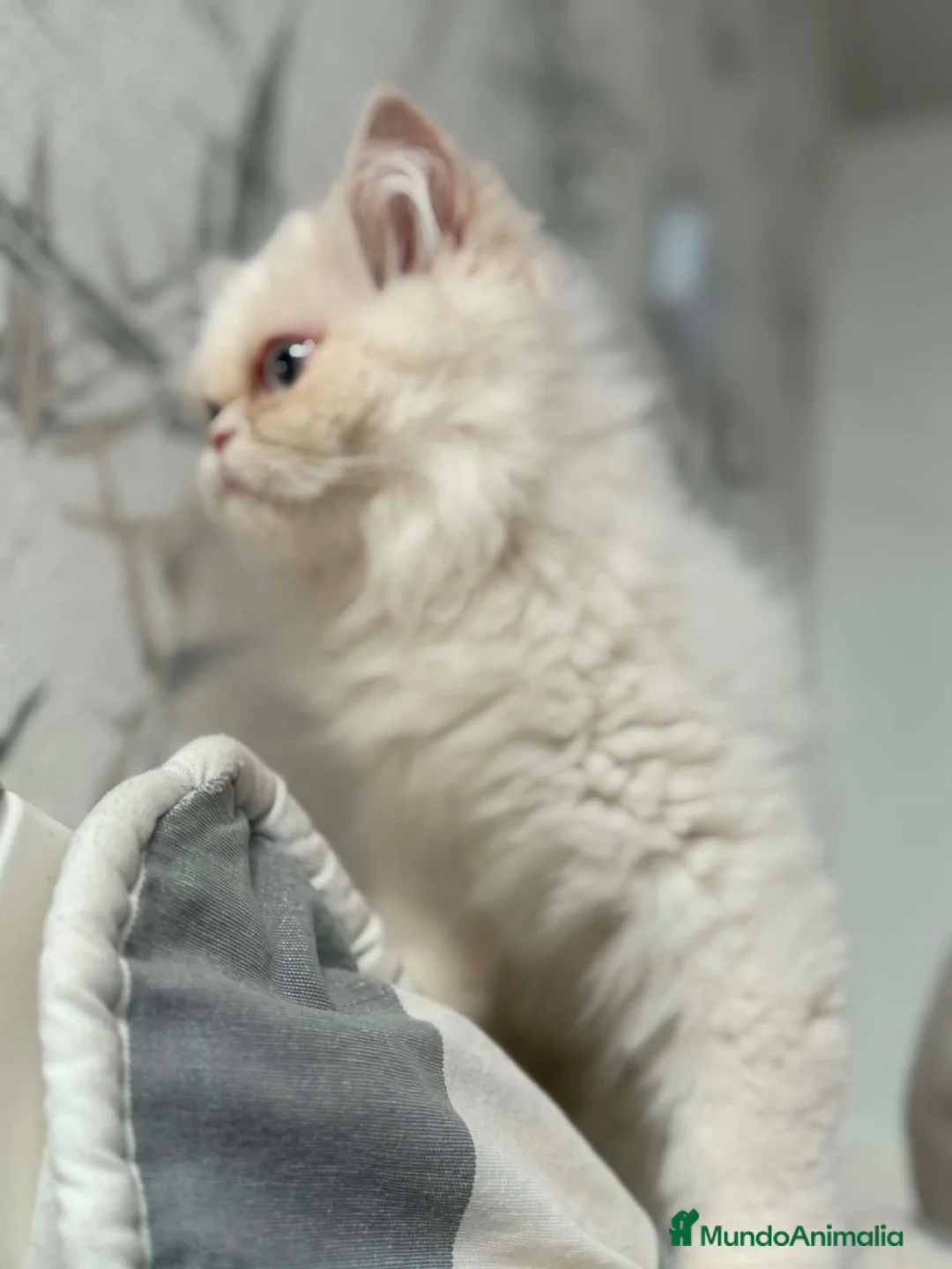 Persa gatos en venta: Persa en Segovia - Anuncio 2