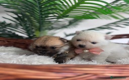 Pomerania perros en venta: POMERANIA HEMBRAS - Imagen 1