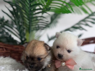 Pomerania perros - Anuncio 17