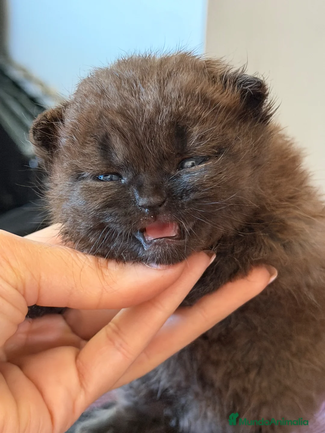 Británico de Pelo Corto gatos en venta: British  - Anuncio 1