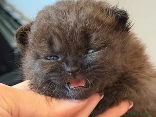 Británico de Pelo Corto gatos British - Anuncio 1