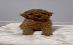 Caniche Toy perros en venta: MACHO ASIATICO 100% - Imagen 1