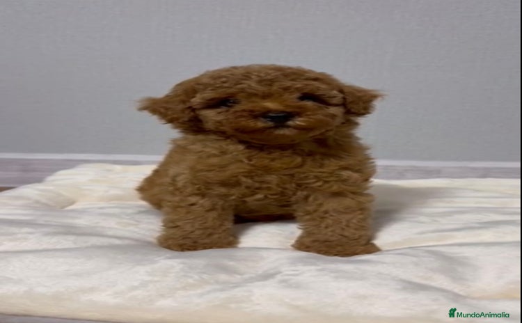 Caniche Toy perros - Propaganda 5
