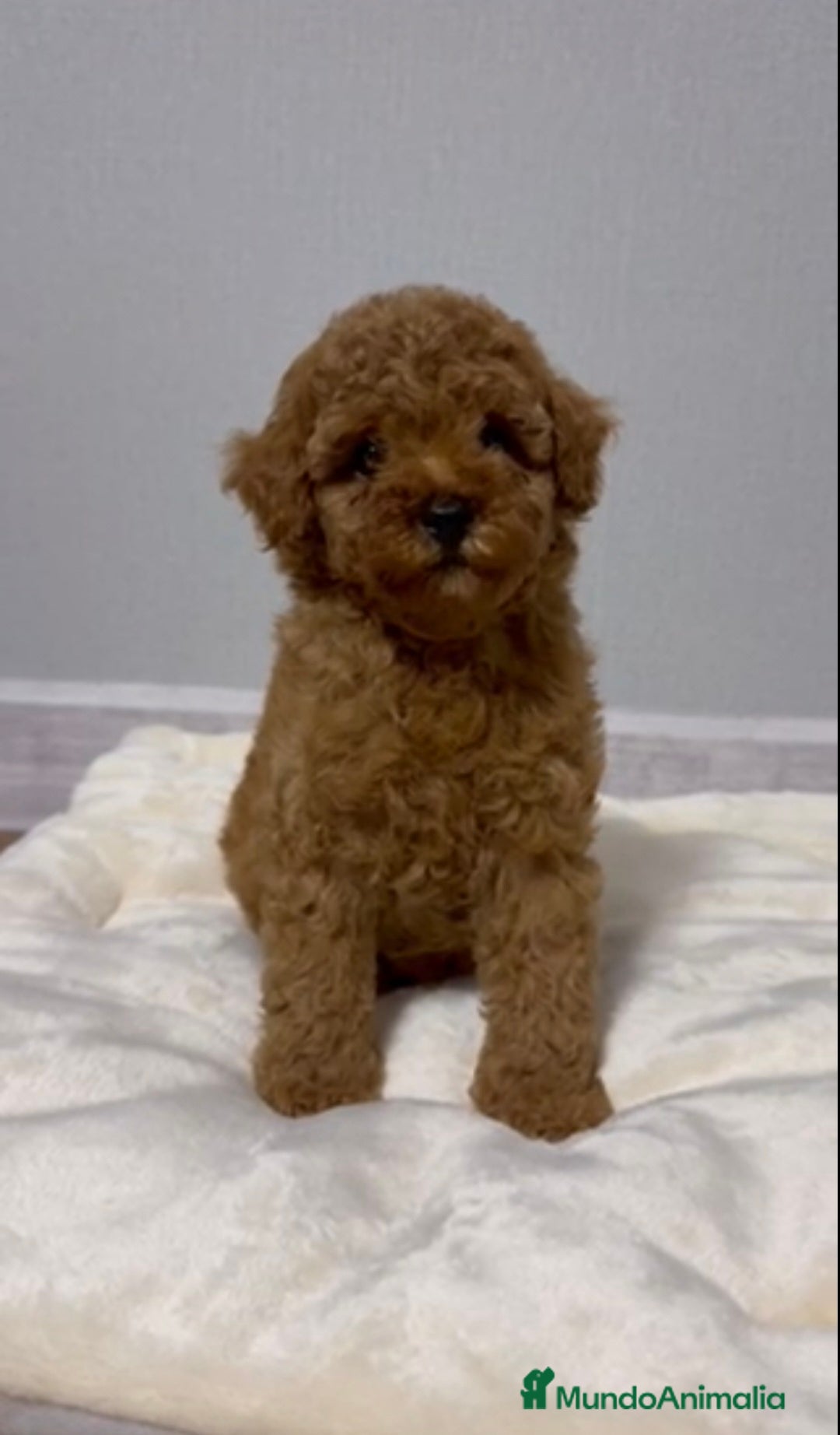 Caniche Toy perros en venta: MACHO ASIATICO 100% - Imagen 1
