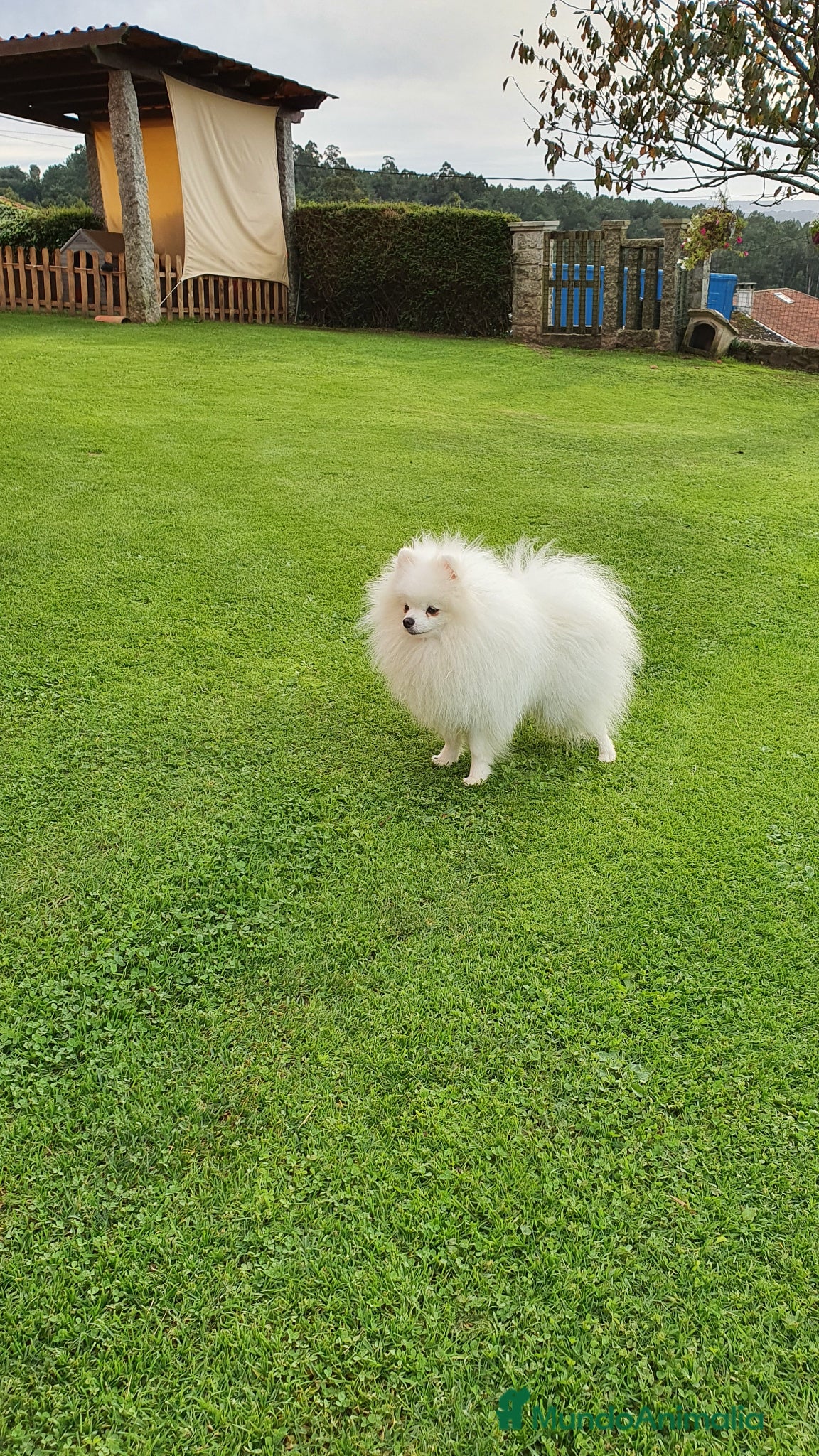 Pomerania perros POMERANIA  - Anuncio 2