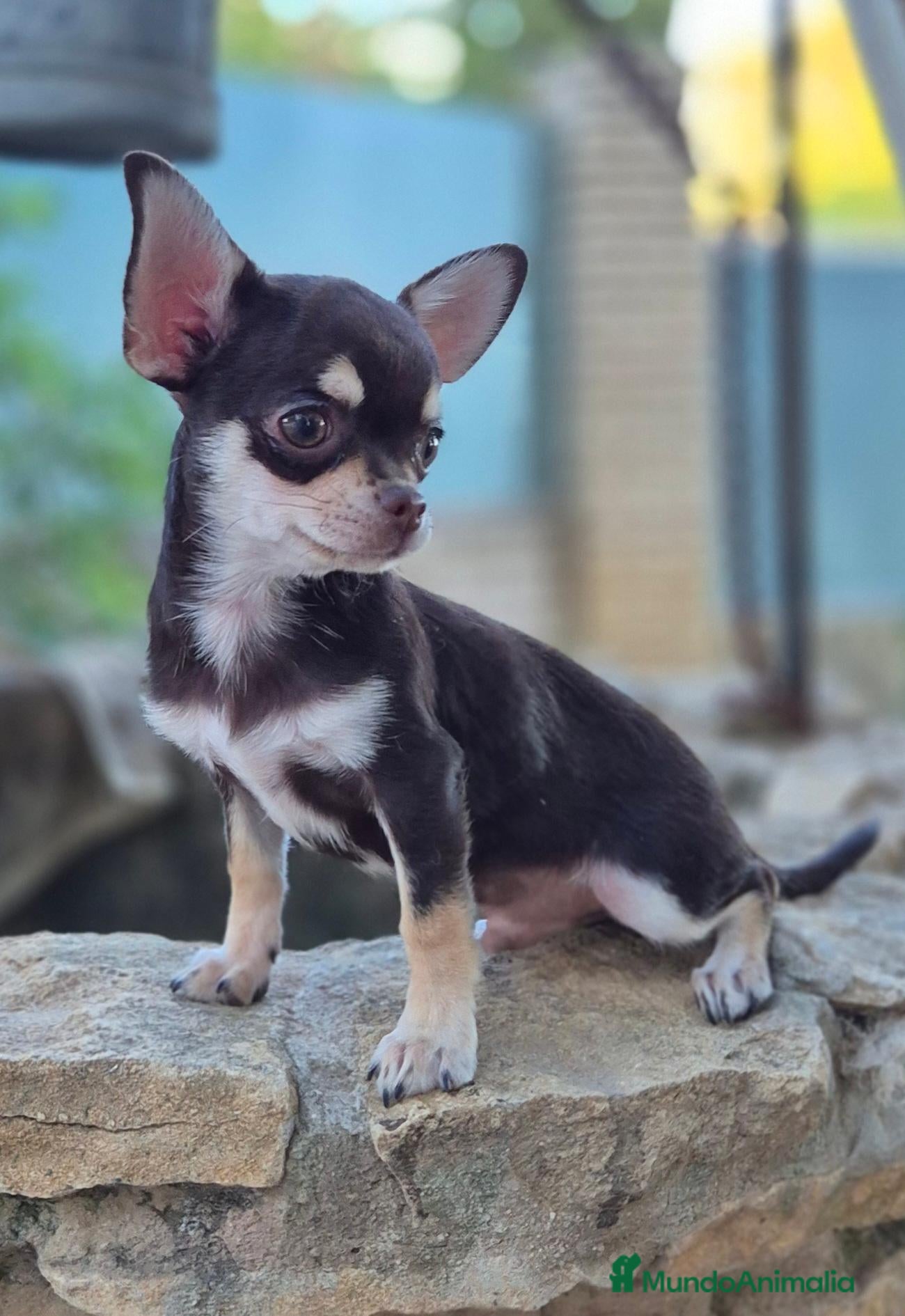 Chihuahua perros CHIHUAHUA CHOCOLATE 🍫  - Anuncio 1
