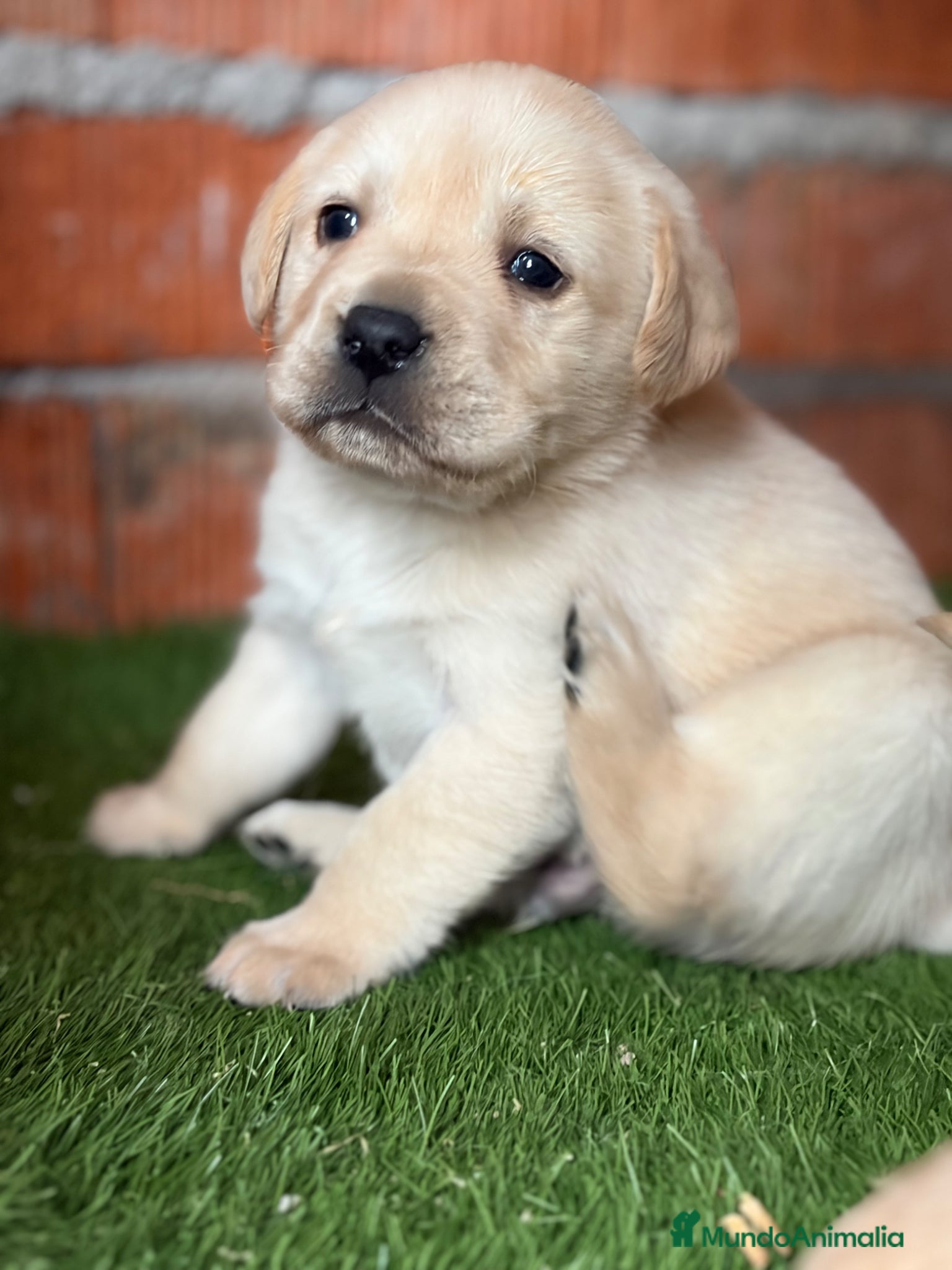 Labrador Retriever perros Labrador retriever - Anuncio 16