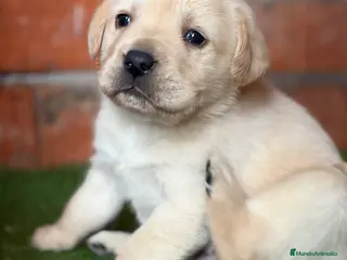 Labrador Retriever perros Labrador retriever - Anuncio 16