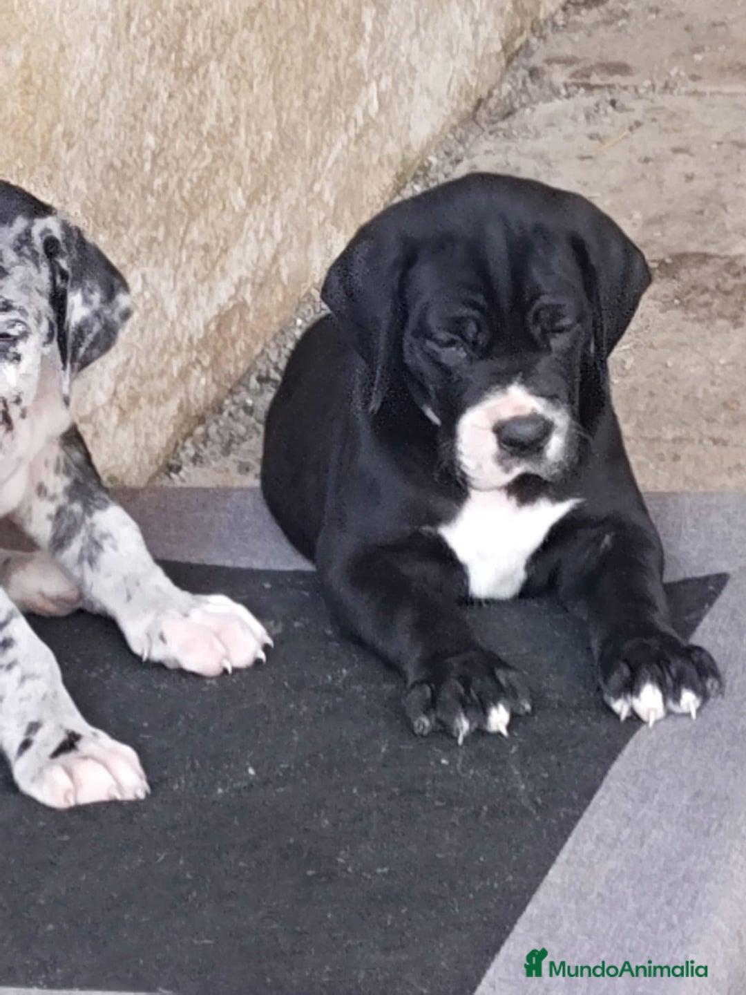 Dogo Alemán perros en venta: Preciosa camada de dogo alemán hembras  - Imagen 6