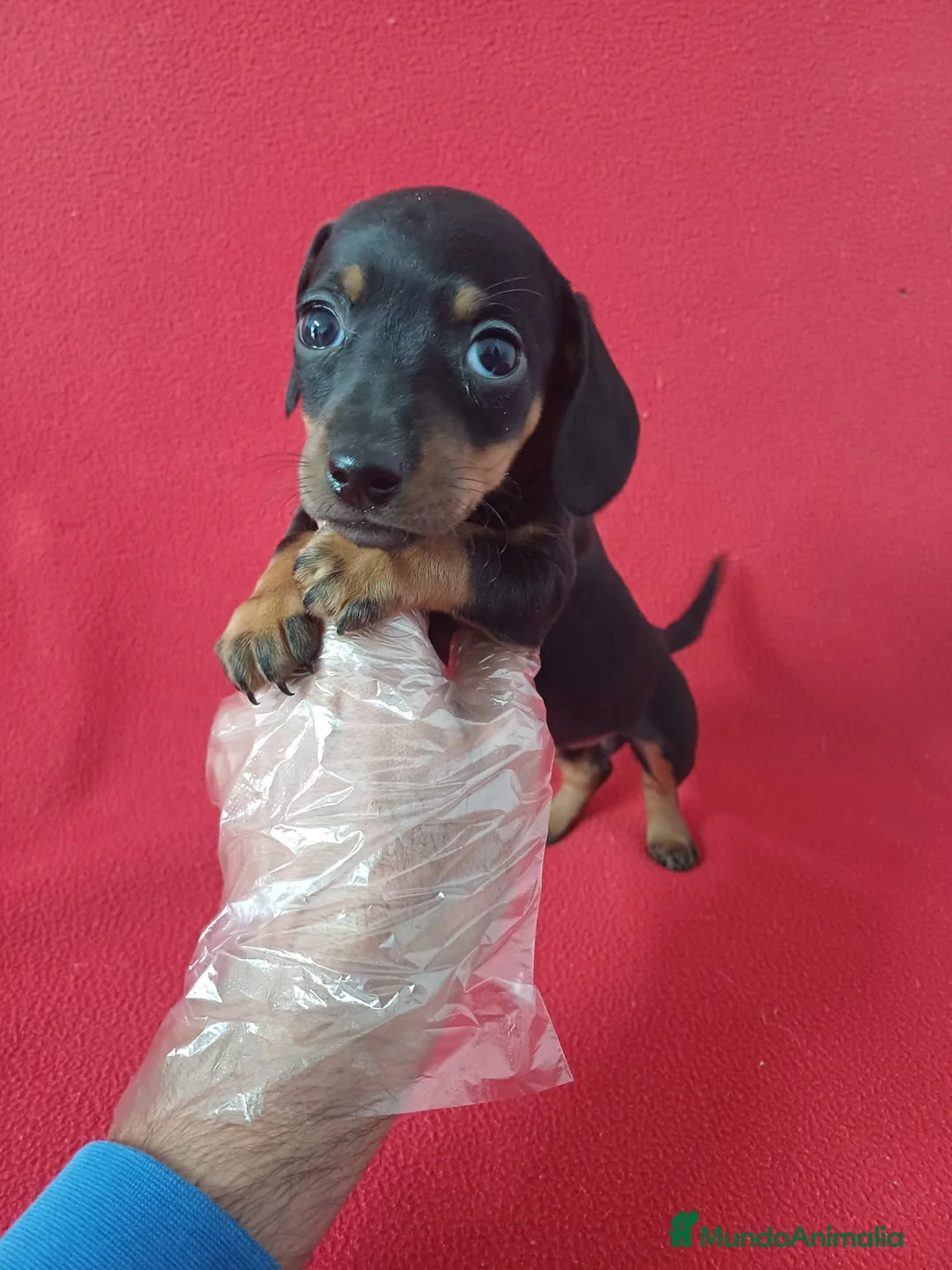 Teckel Miniatura perros en venta: Teckel Mini Negro y Fuego  - Anuncio 1