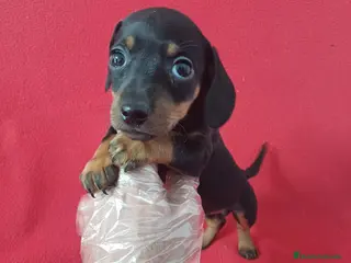 Teckel Miniatura perros Teckel Mini Negro y Fuego - Anuncio 1