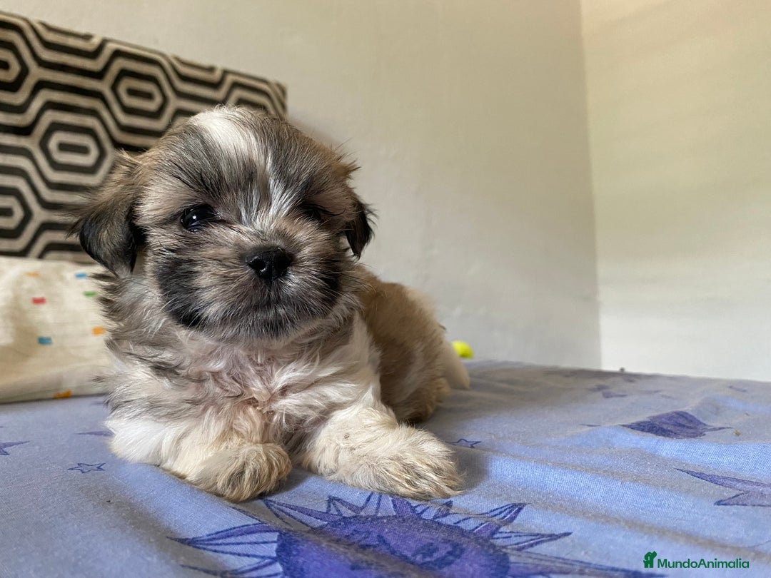 Shih Tzu perros en venta: Cachorros Shih Tzu  - Imagen 5