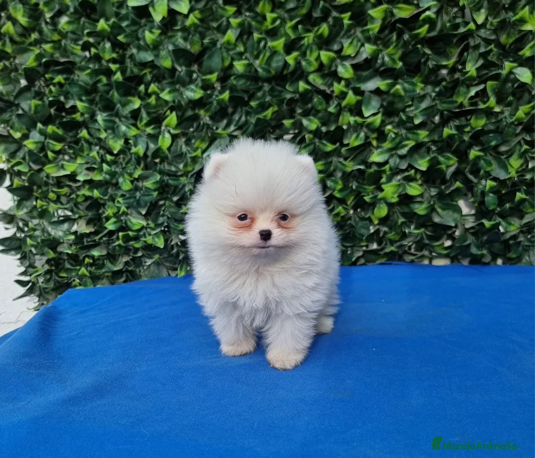 Pomerania perros en venta: Pomerania de Lulú - Anuncio 2
