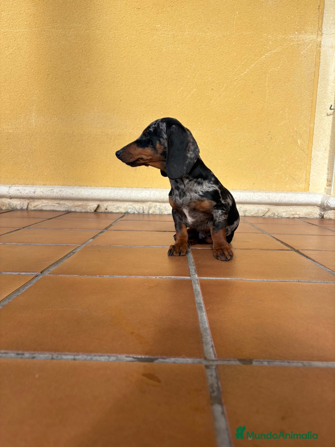 Teckel Miniatura perros en venta: Teckel miniatura macho arlequín Merle plata  - Anuncio 11
