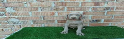 Otras razas perros en venta: Bracos de weimar de calidad  - Anuncio 9