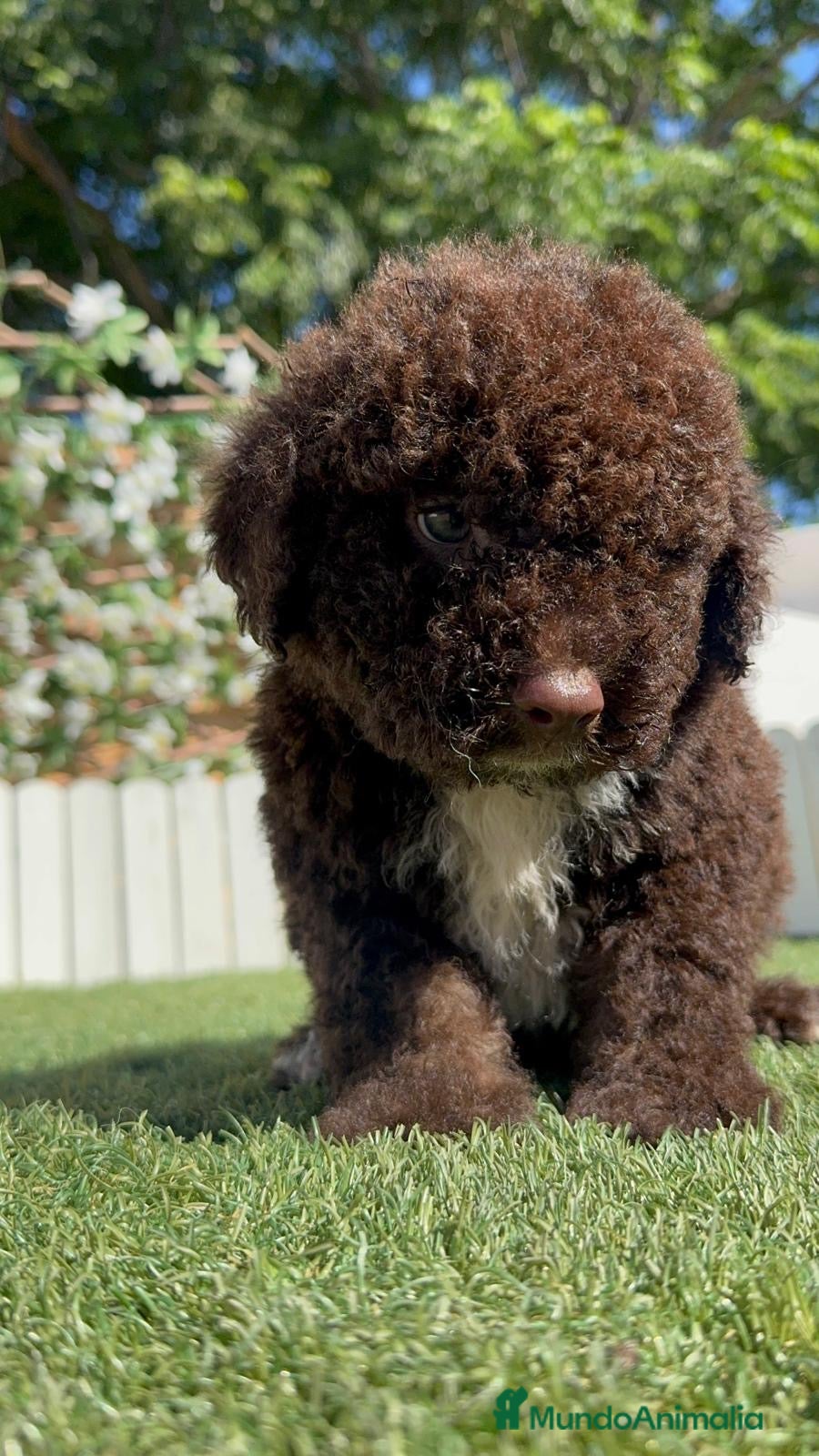 Perro de Agua Español perros en venta: PERRO DE AGUA ESPAÑOL - Anuncio 3