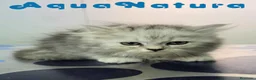Persa gatos en venta: Persa Chinchilla Macho 6793 AQUANATURA - Anuncio 6