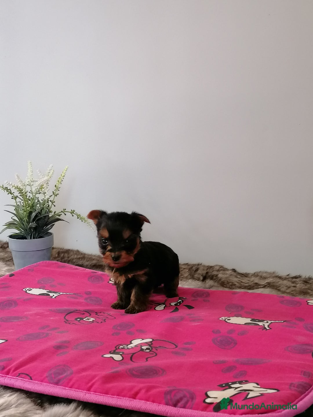 Yorkshire Terrier perros en venta: Yorkshire terrier  - Imagen 3