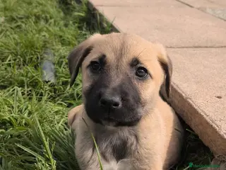 Mastín Español perros 200€ solo hoy PRECIO REAL.Última mastina en Cádiz - Anuncio 1