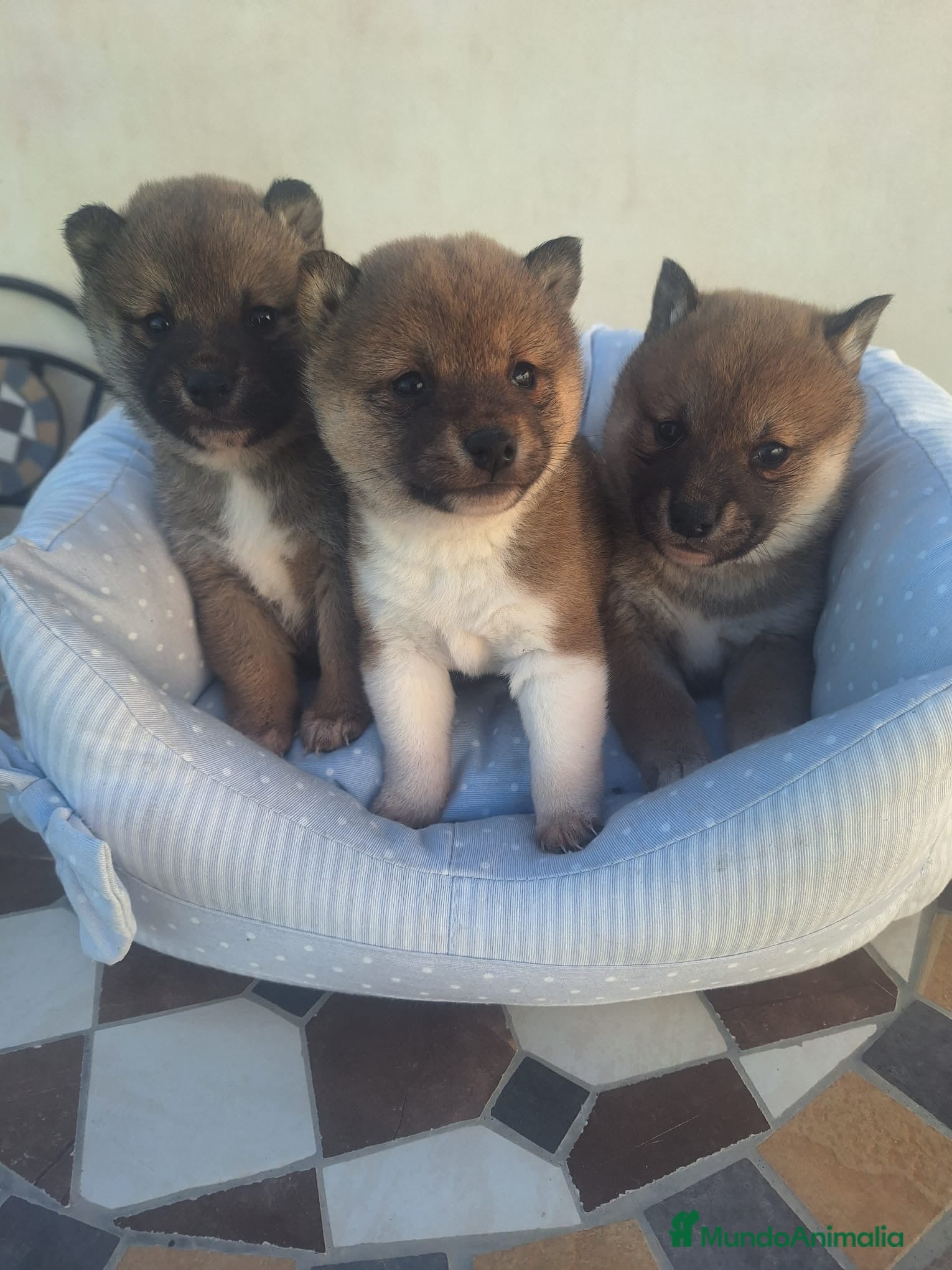 Shiba Inu perros Shiba Inu en Murcia - Anuncio 5