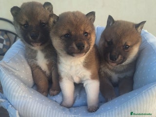 Shiba Inu perros en Murcia - Anuncio 1