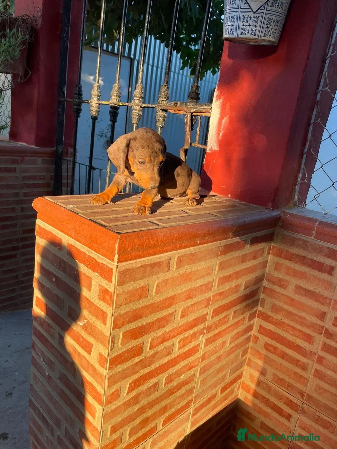 Teckel perros en venta: Teckel kanichen - Anuncio 3