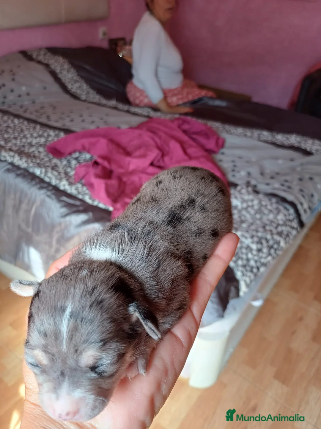 Chihuahua perros en venta: Chihuahua macho merle🩵🐾 - Anuncio 4