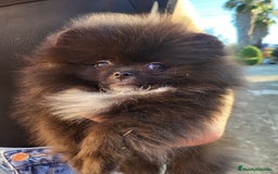 Pomerania perros en venta: Machito negro miniatura  - Imagen 1