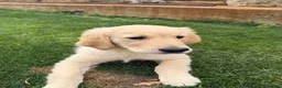 Golden Retriever perros en venta: Golden - Anuncio 1
